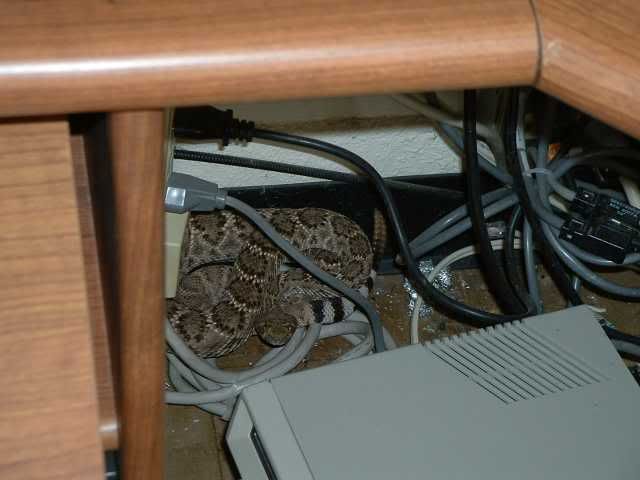 rattler.jpg