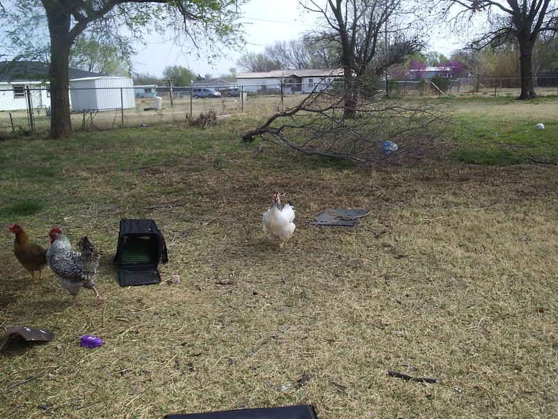 chickens001.jpg