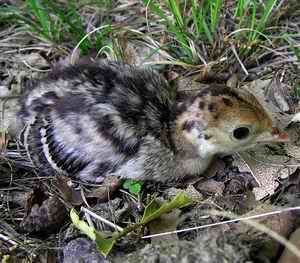 WildTurkeyPoult_Capon_060527.jpg