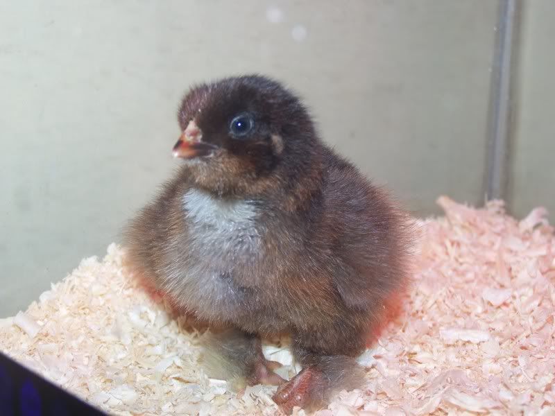 Chickens016.jpg