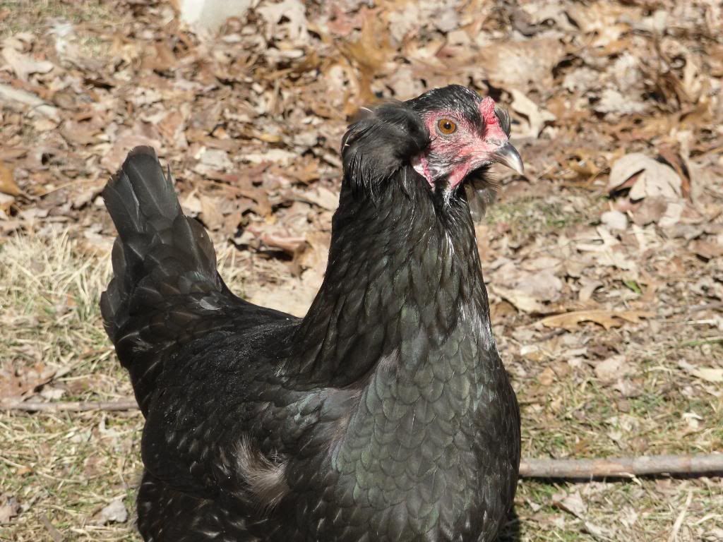 quailaraucana007.jpg