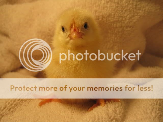 pics044.jpg