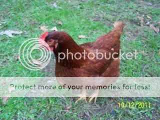 ChickenCoop2011039-1.jpg