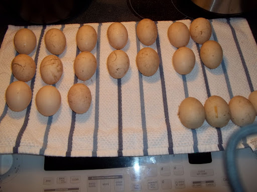 000_0012_%281%29.JPG