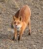 1131756_red_fox.jpg