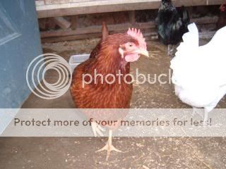 Chickiepics12-08022.jpg