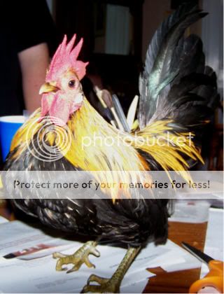 cluckieondesk.jpg
