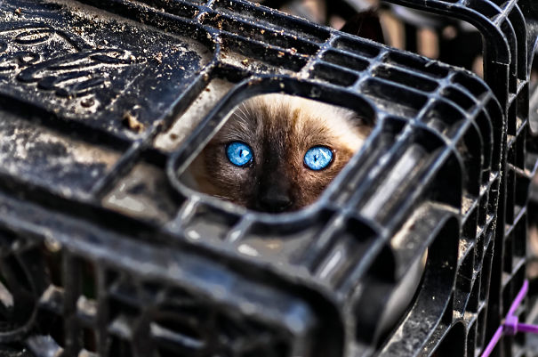 ninja-cat-hiding-funny-36__605.jpg