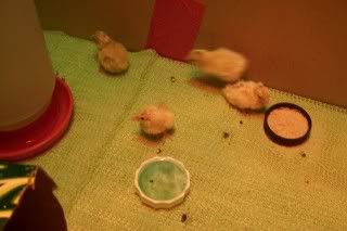 corquail102.jpg