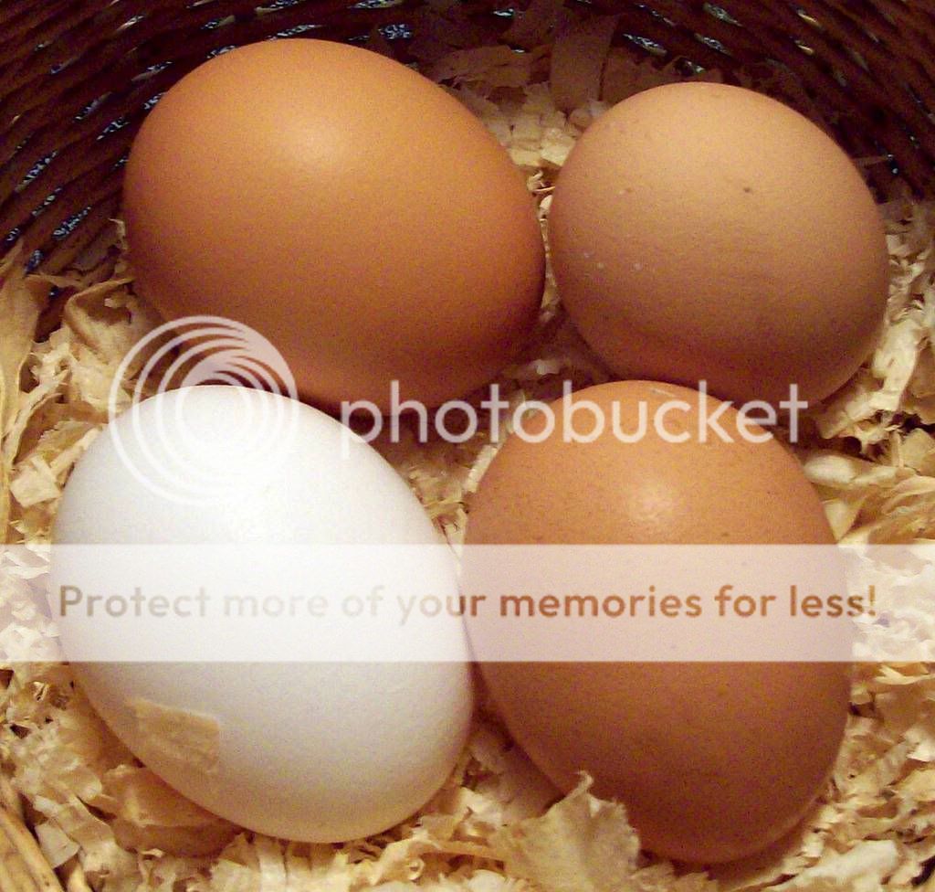 Nutmegsfirstegg.jpg