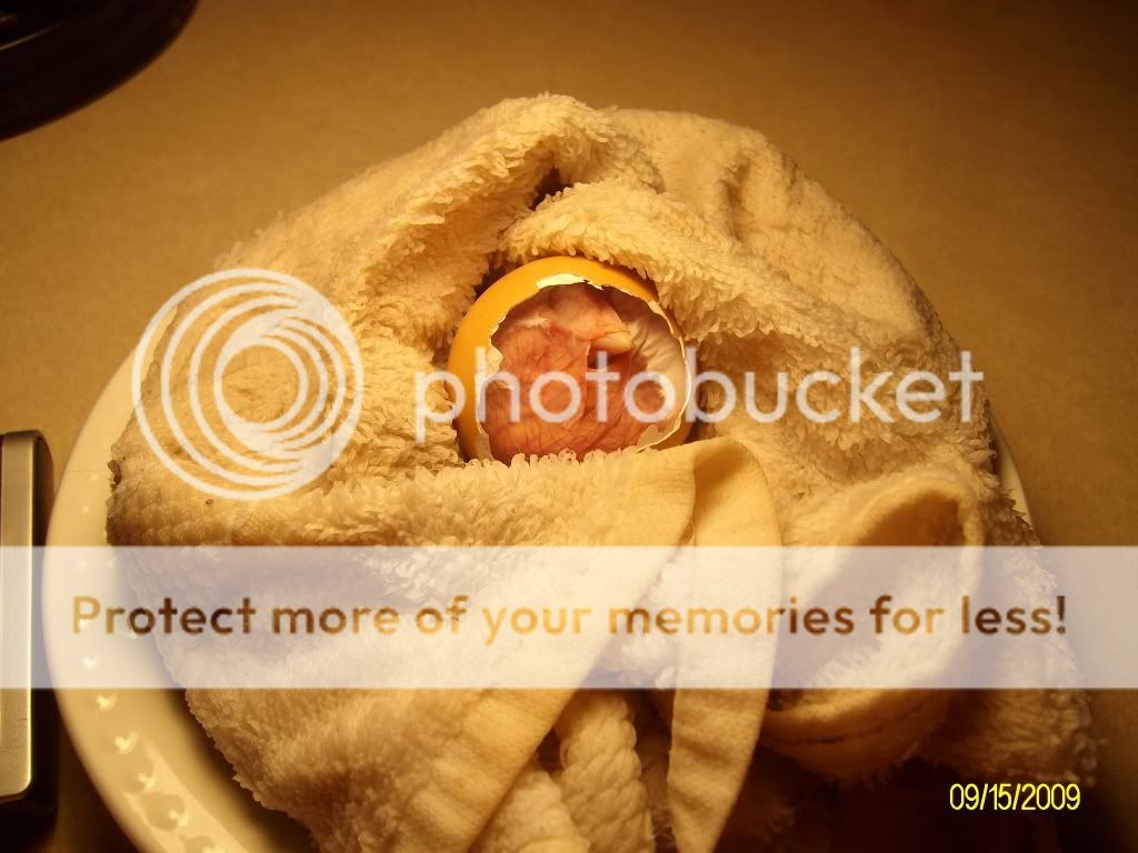GoldiesFirstBrood017.jpg