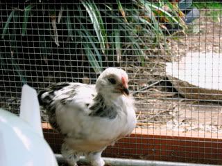 IMG_4148.jpg