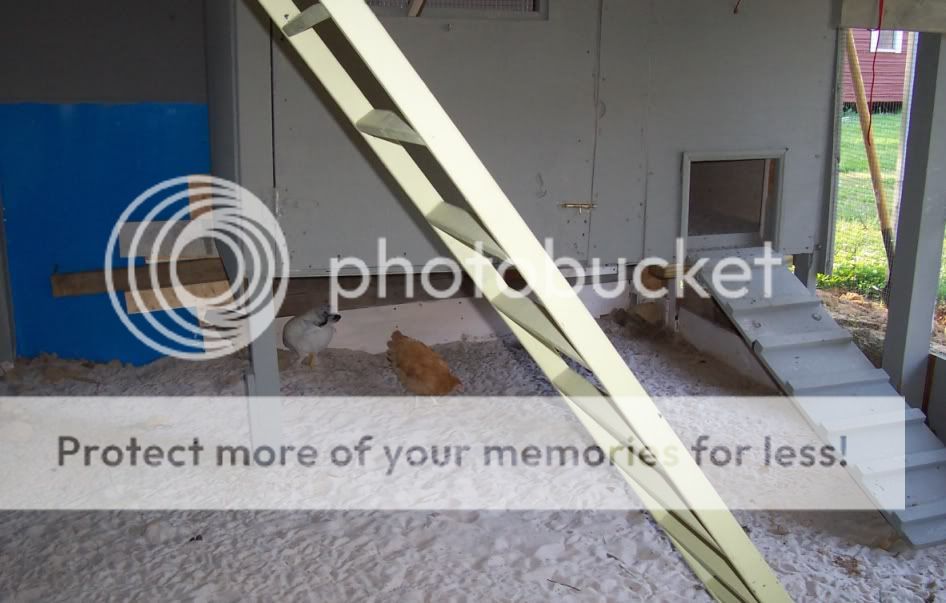 51310n.jpg