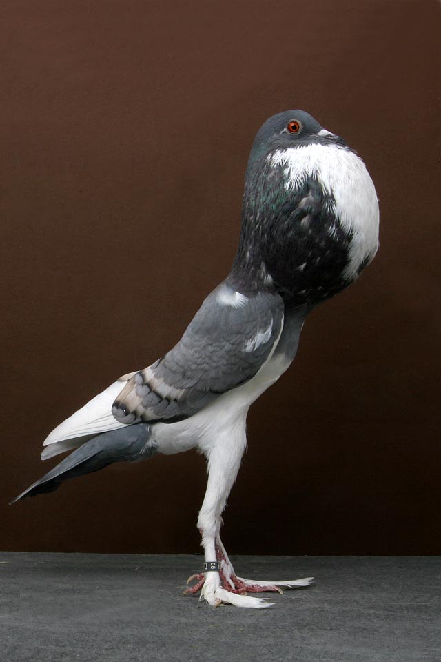 Pigmy-Pouter.jpg