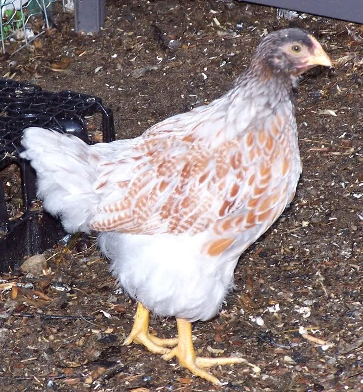 blrwpullet.jpg