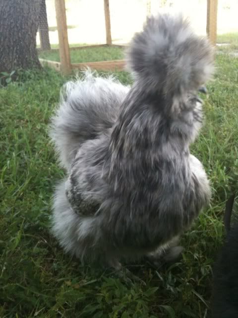splashsilkie1.jpg