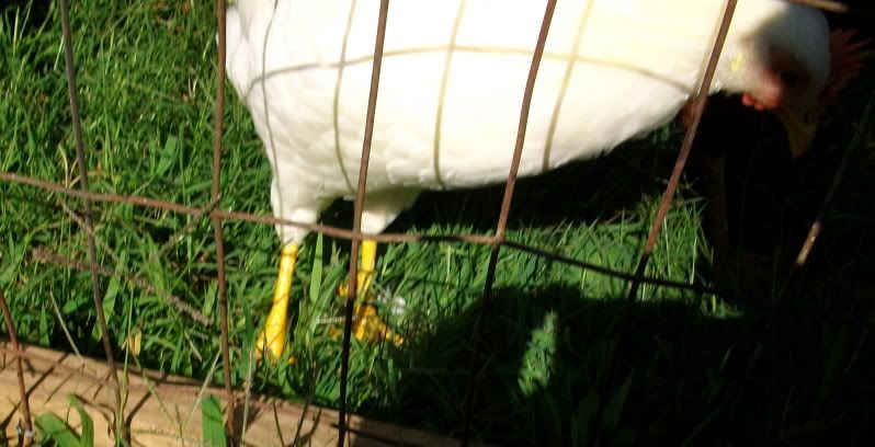 roosters005.jpg
