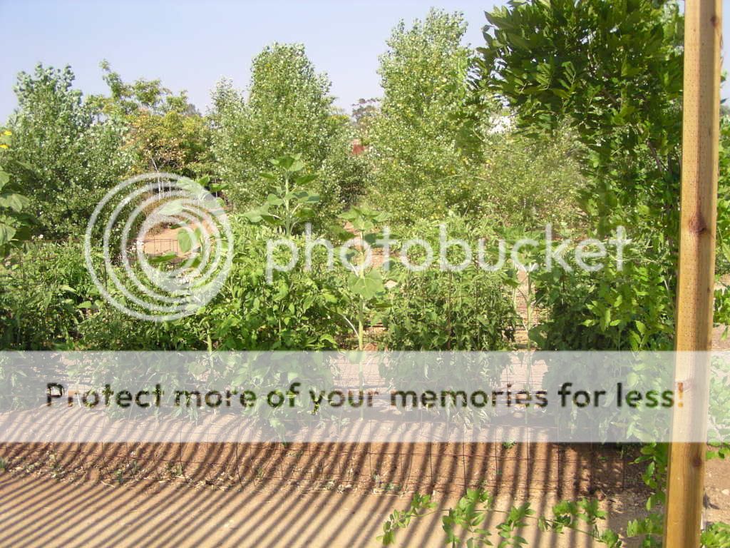 garden3.jpg