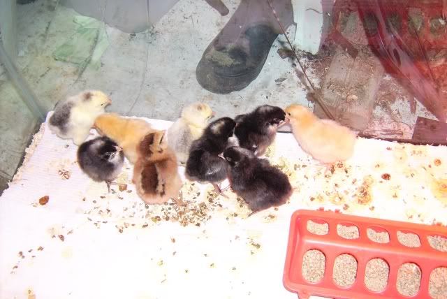 brooderchicks2-1.jpg