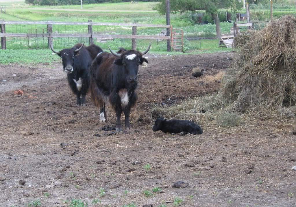 1yakcalf.jpg