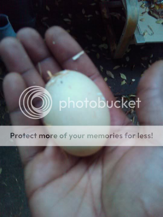 Stellas-1st-egg.jpg