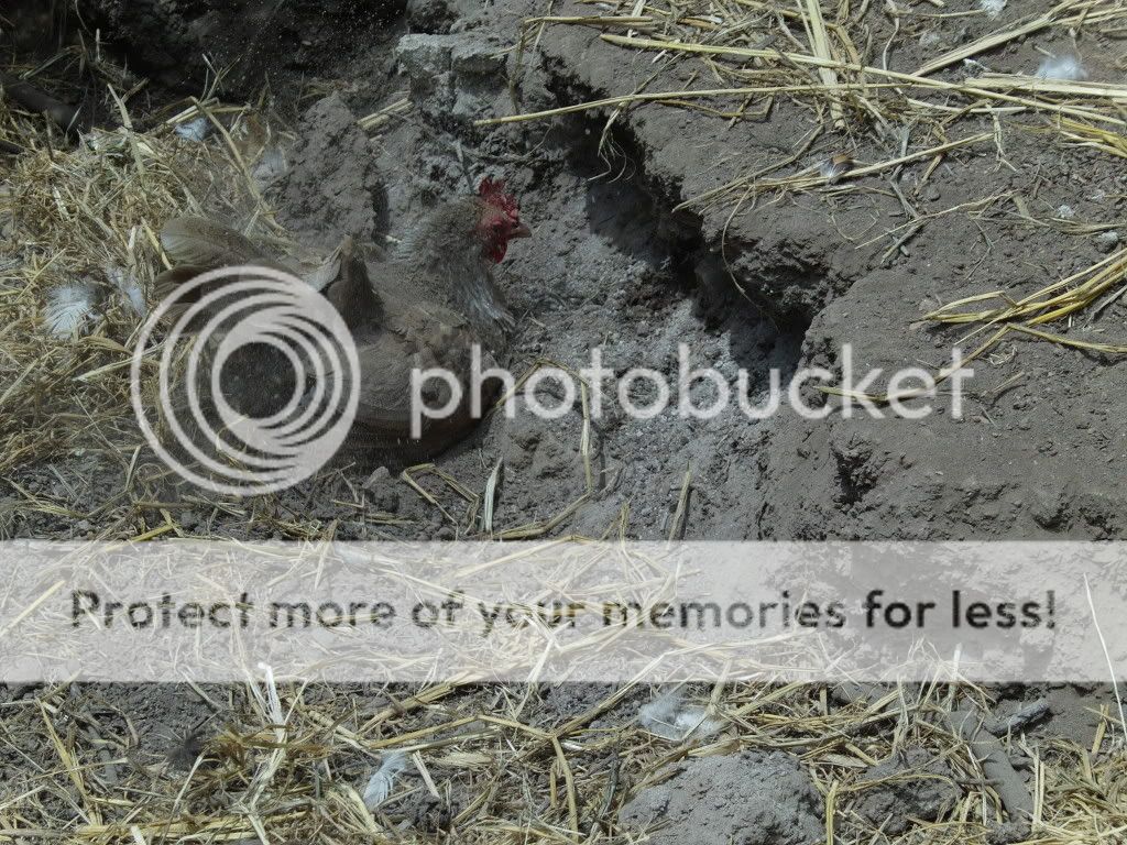 FILE0078.jpg