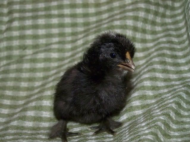 100_0628.jpg