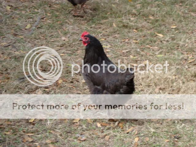DSC00133.jpg