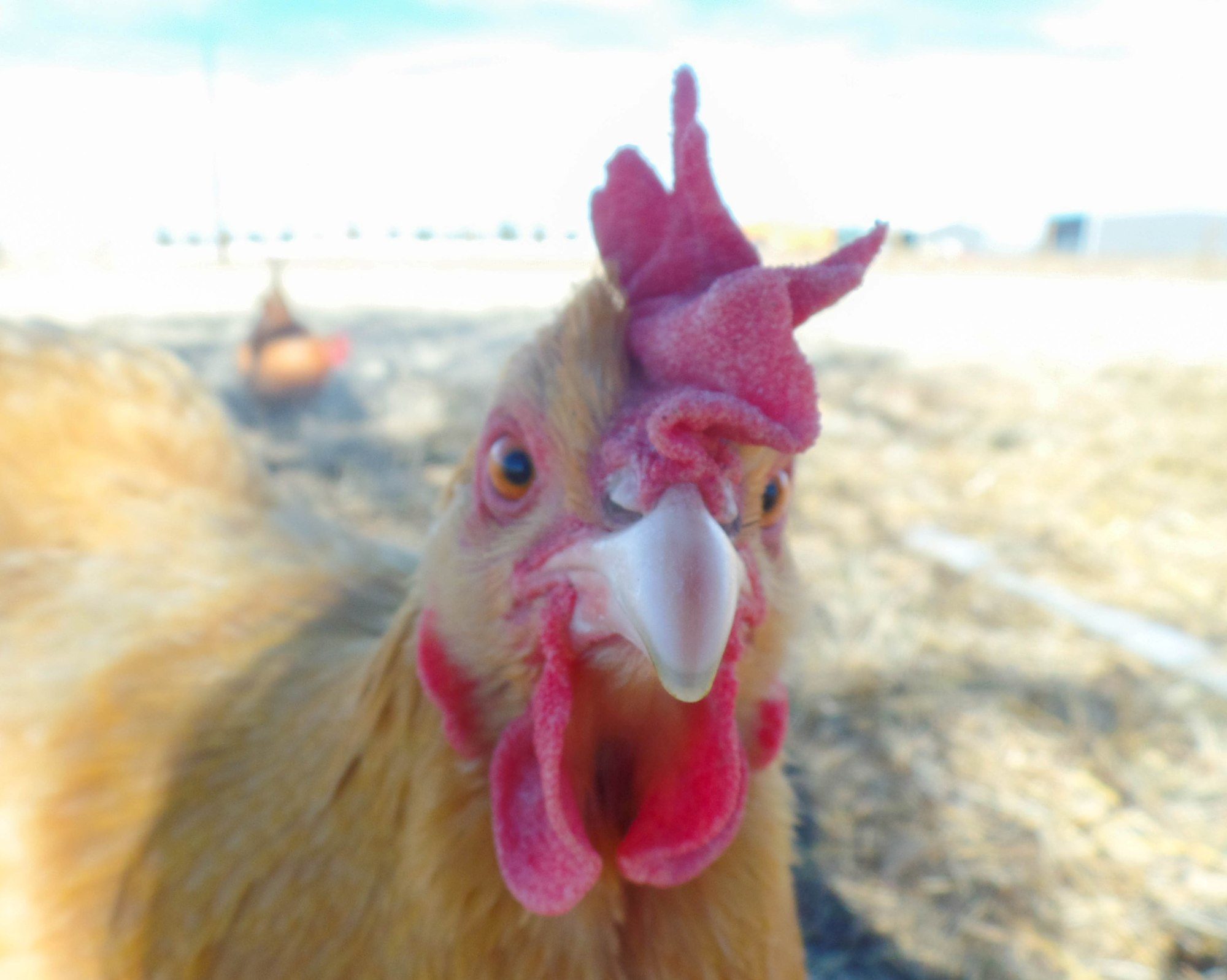 30x30px-ZC-138007cb_Peepers2.jpeg