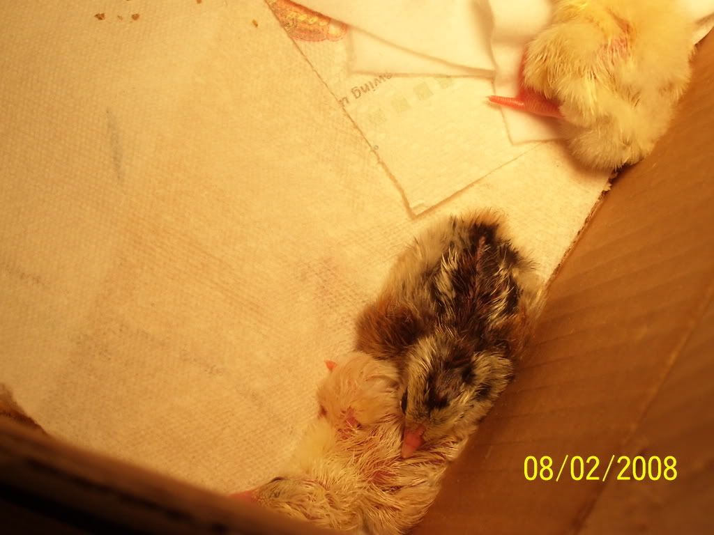 newbabies0001.jpg