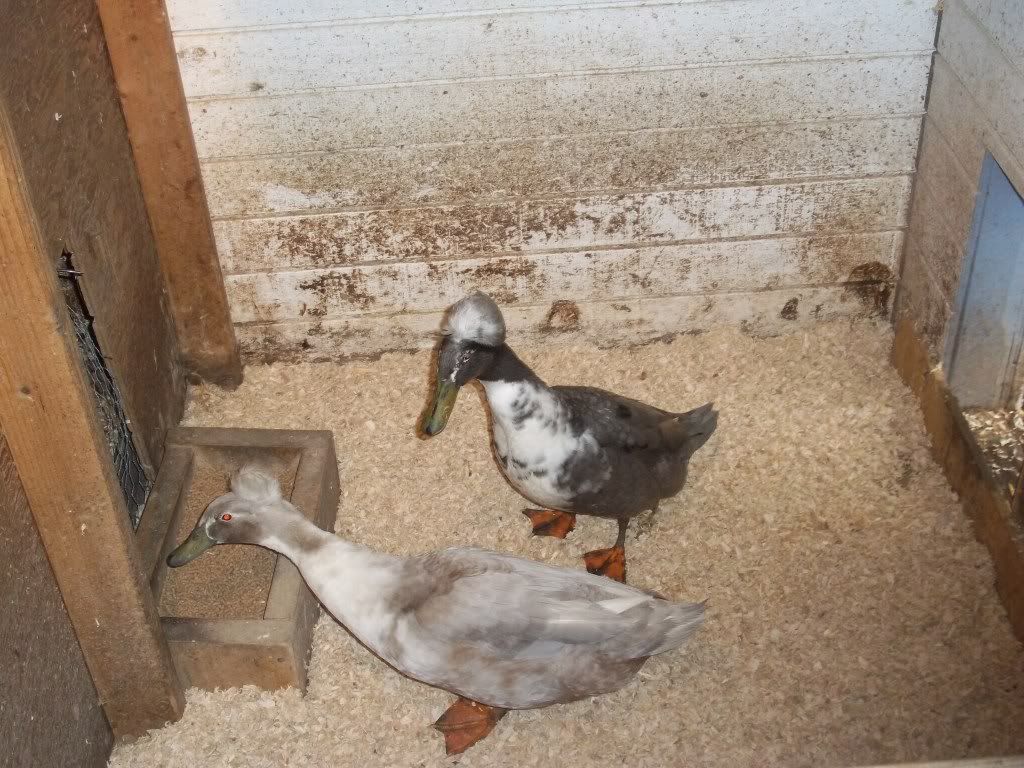 Pics9-25-2011021.jpg