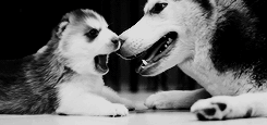 tumblr_lz4zlbbvKe1r2fs0co2_250.gif