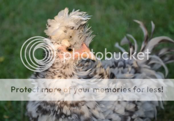 frizzle2.jpg