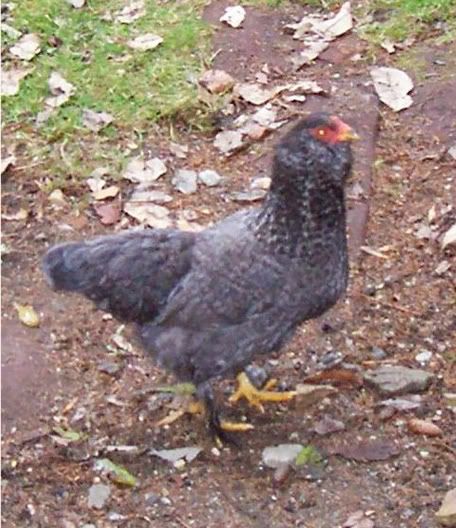 greyhen.jpg