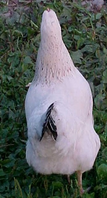 white2.JPG