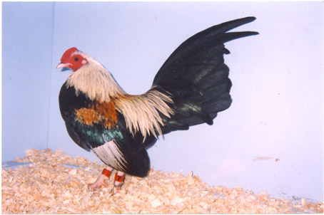 GoldenDuckwingOldEnglishGameBantammale2.jpg