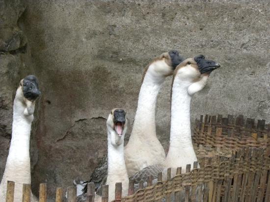 lion-head-geese.jpg