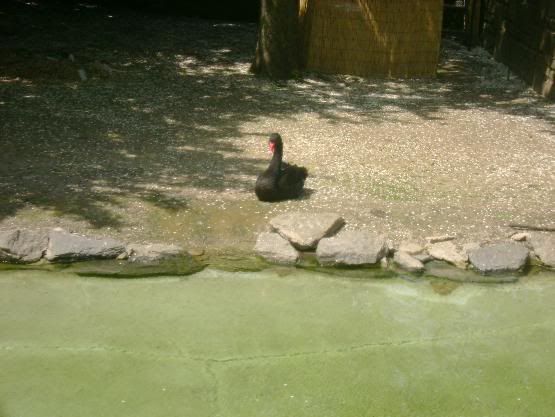 zoo36.jpg