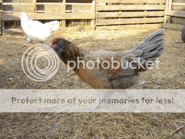 chickenpics2011521.jpg