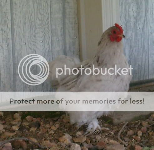 newchickens006.jpg