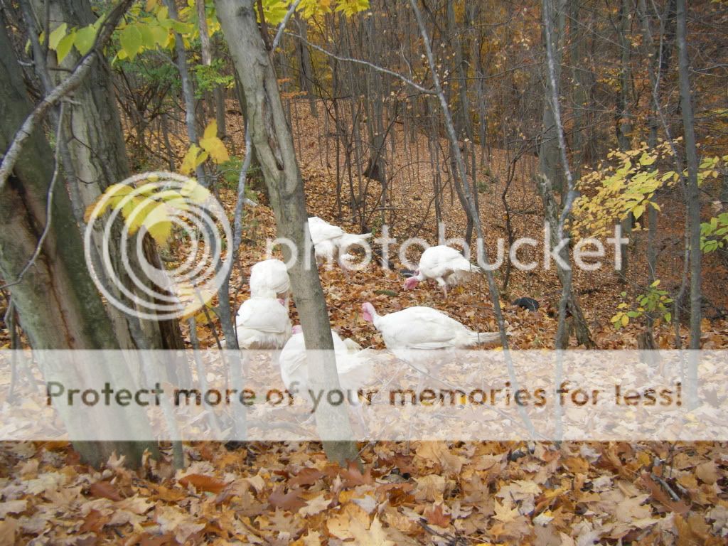 2009_10290209.jpg