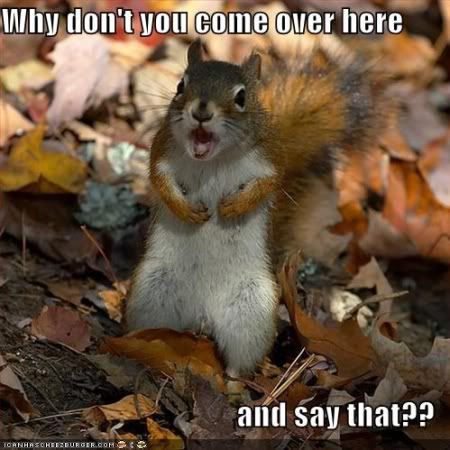 funny-pictures-angry-squirrel-leave.jpg