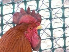 900x900px-LL-83d80975_frostbittenrooster.jpeg