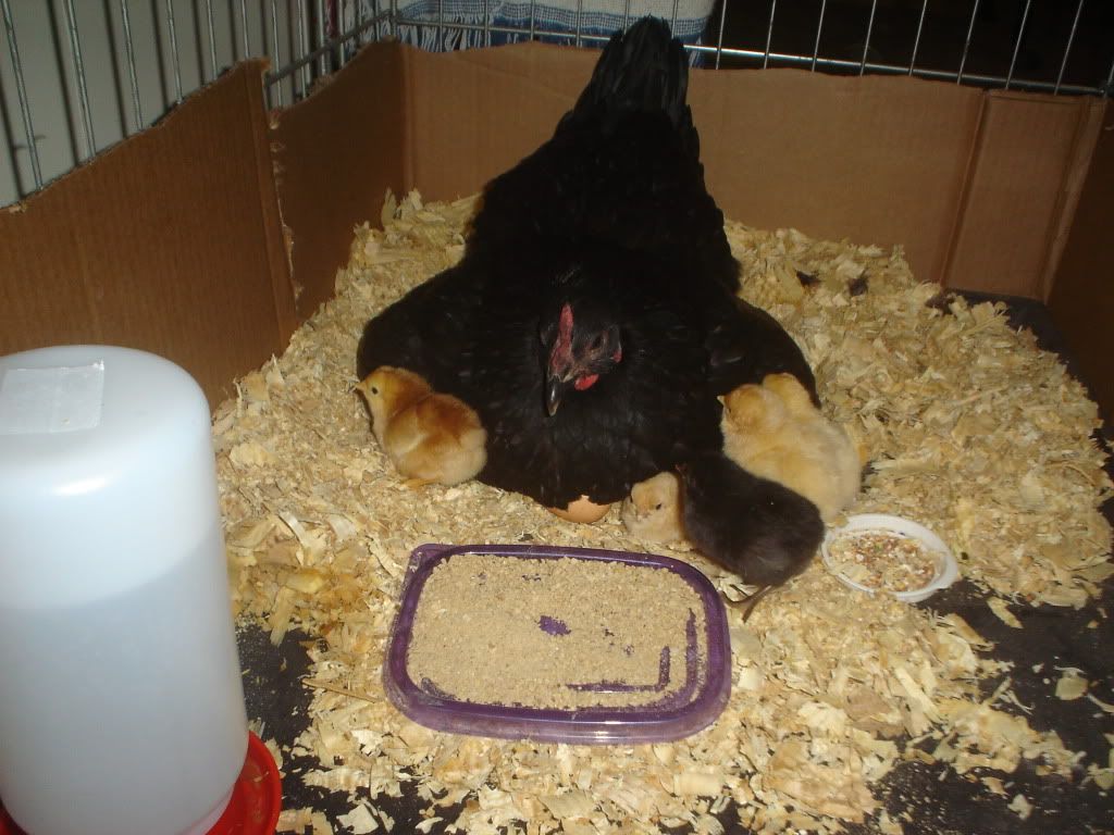 Kidswithchickens002.jpg