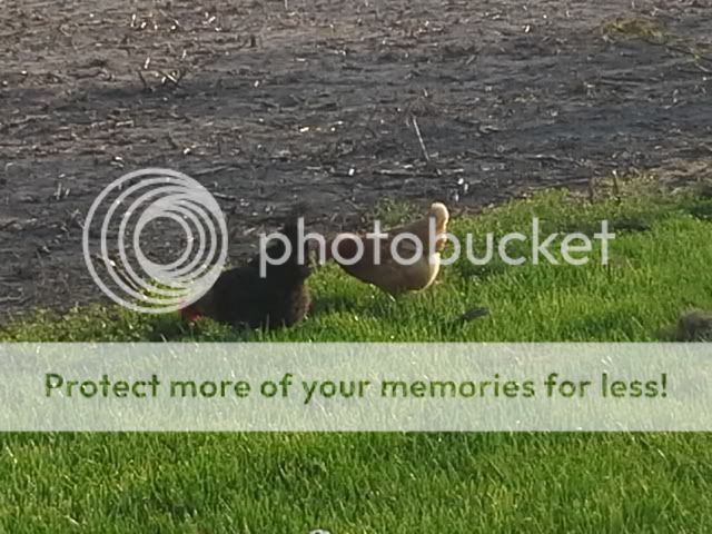 20130501_190038_zps8c789fc5.jpg