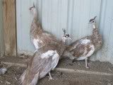 birds165.jpg