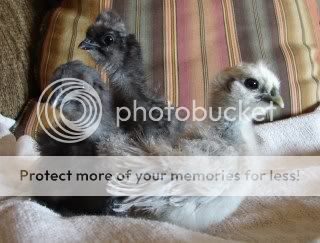 chicks127.jpg