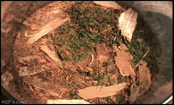 Criket_spiderhole1356907.gif