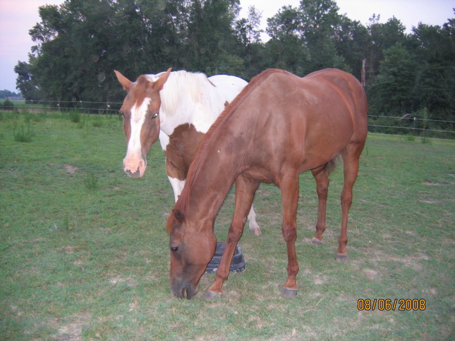 900x900px-LL-cda95942_Virginia2008157.jpeg