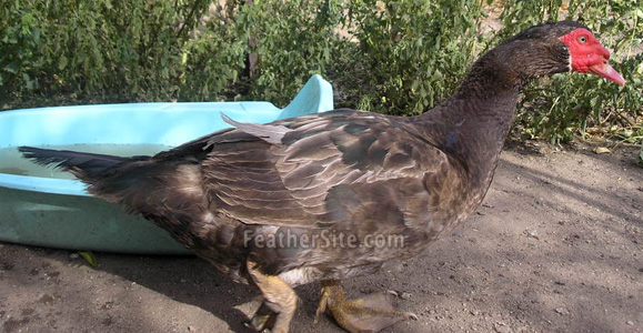 Muscovy Ducks